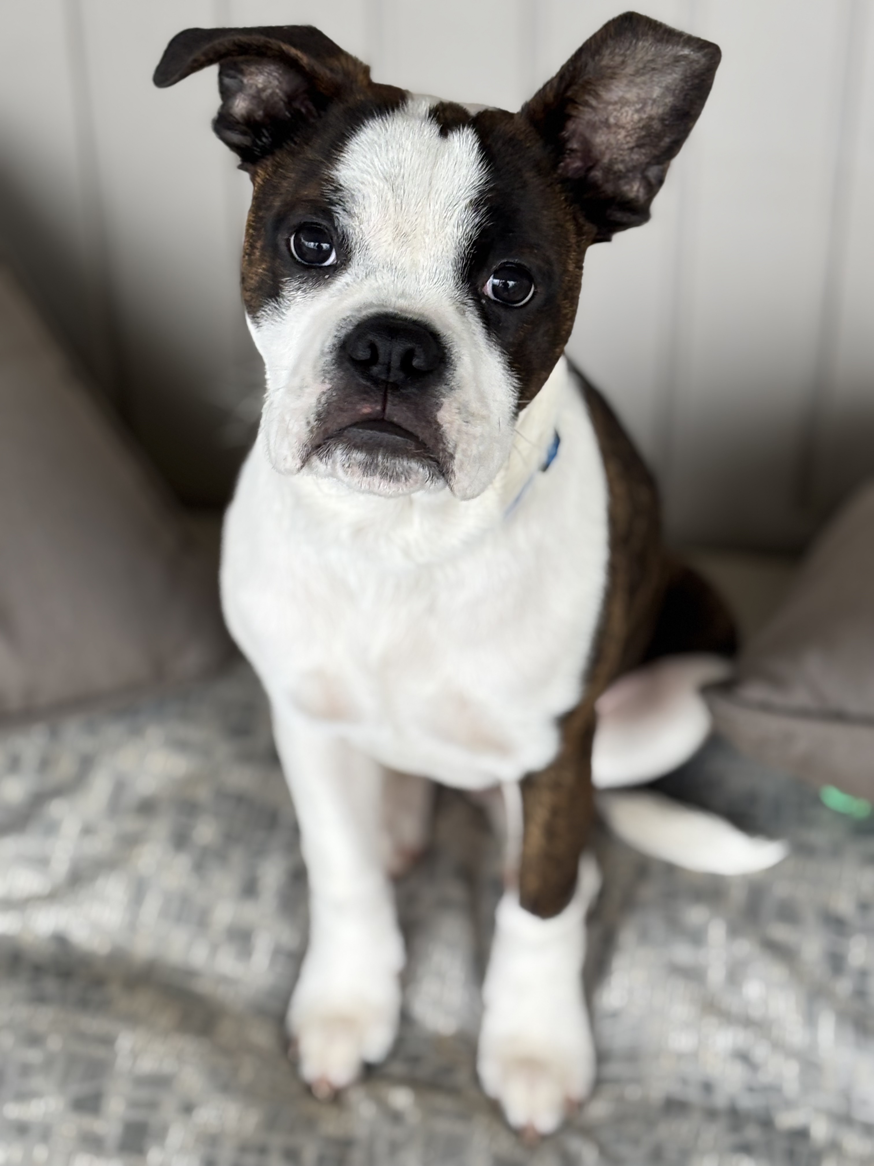 Tito